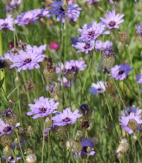 Catananche caerulea.  Amor blue